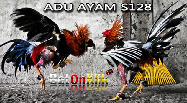 Adu Ayam S128