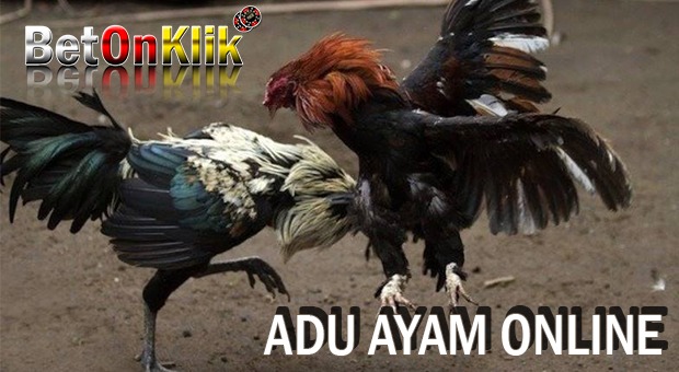 adu ayam online