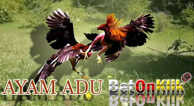 Ayam Adu